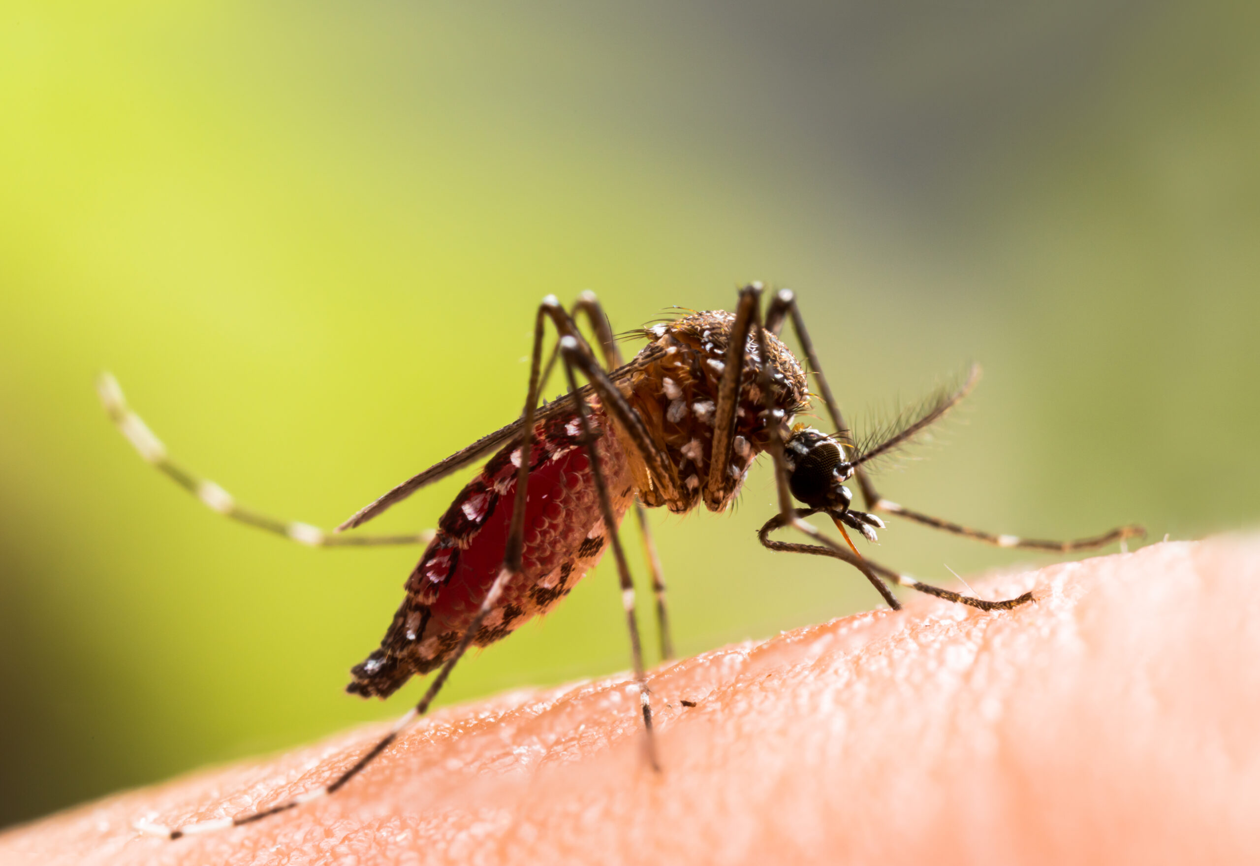 WHO alarmiert über weltweiten Anstieg der Dengue-Fieber-Fälle