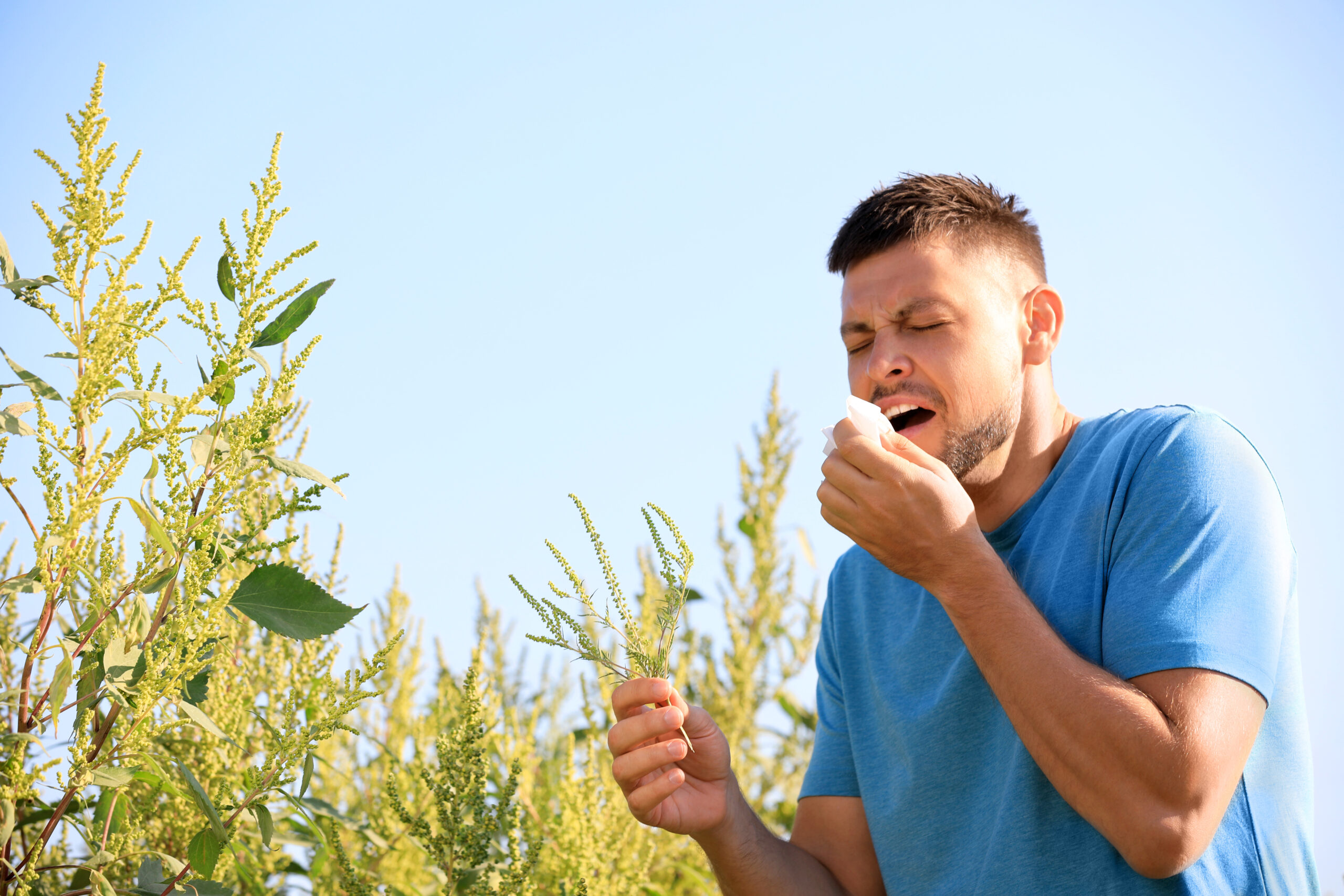 Ragweed: Der Feind in meinem Beet