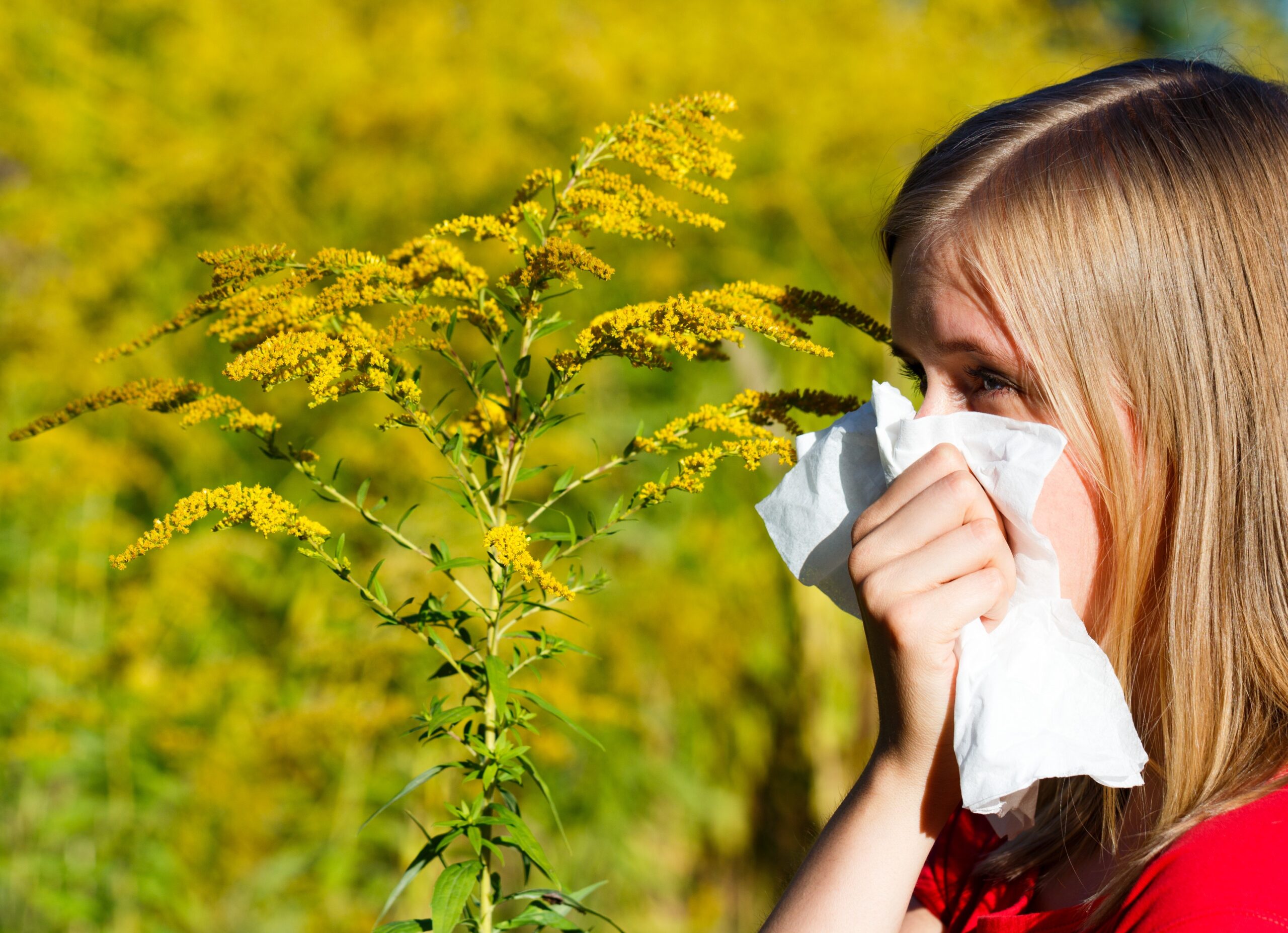 Warnung vor starker Ragweed-Belastung